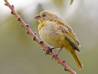 Молодая птица (Saffron) - Roger Ahlman - ML55142621