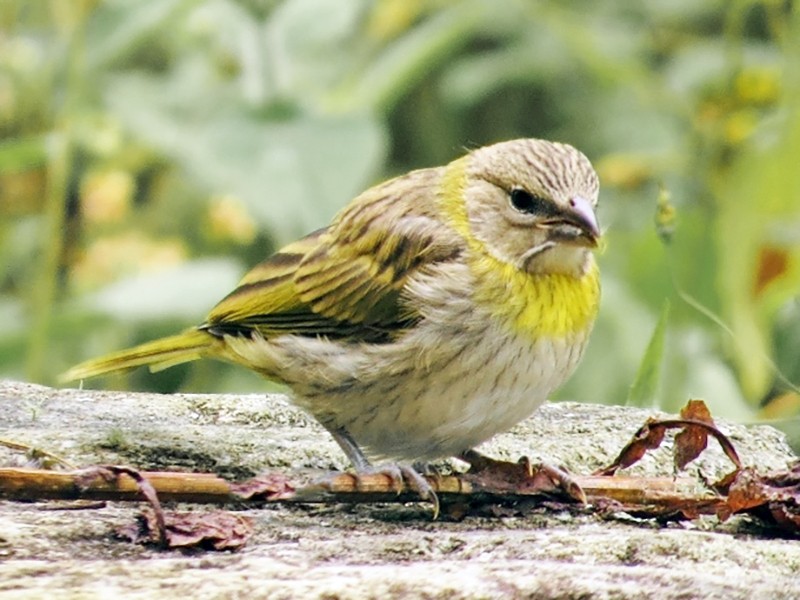 Saffron Finch - Diana Carolina Macana