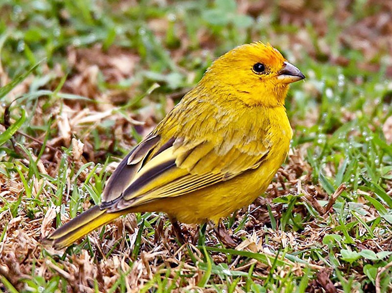 Saffron Finch - Roger Ahlman