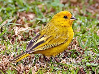  - Saffron Finch