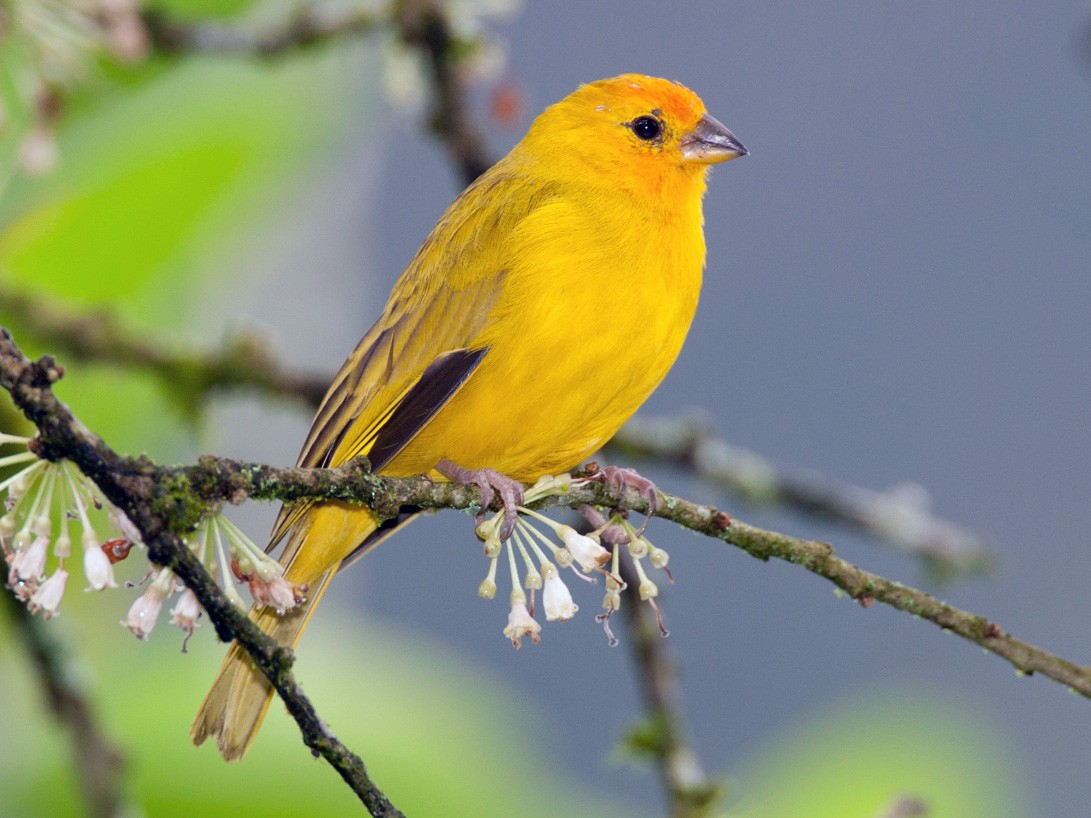 Saffron Finch - eBird