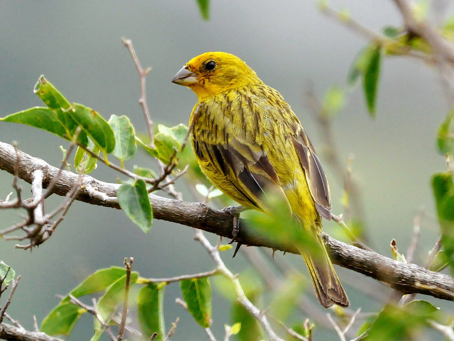 Saffron Finch - Fermin Zorrilla