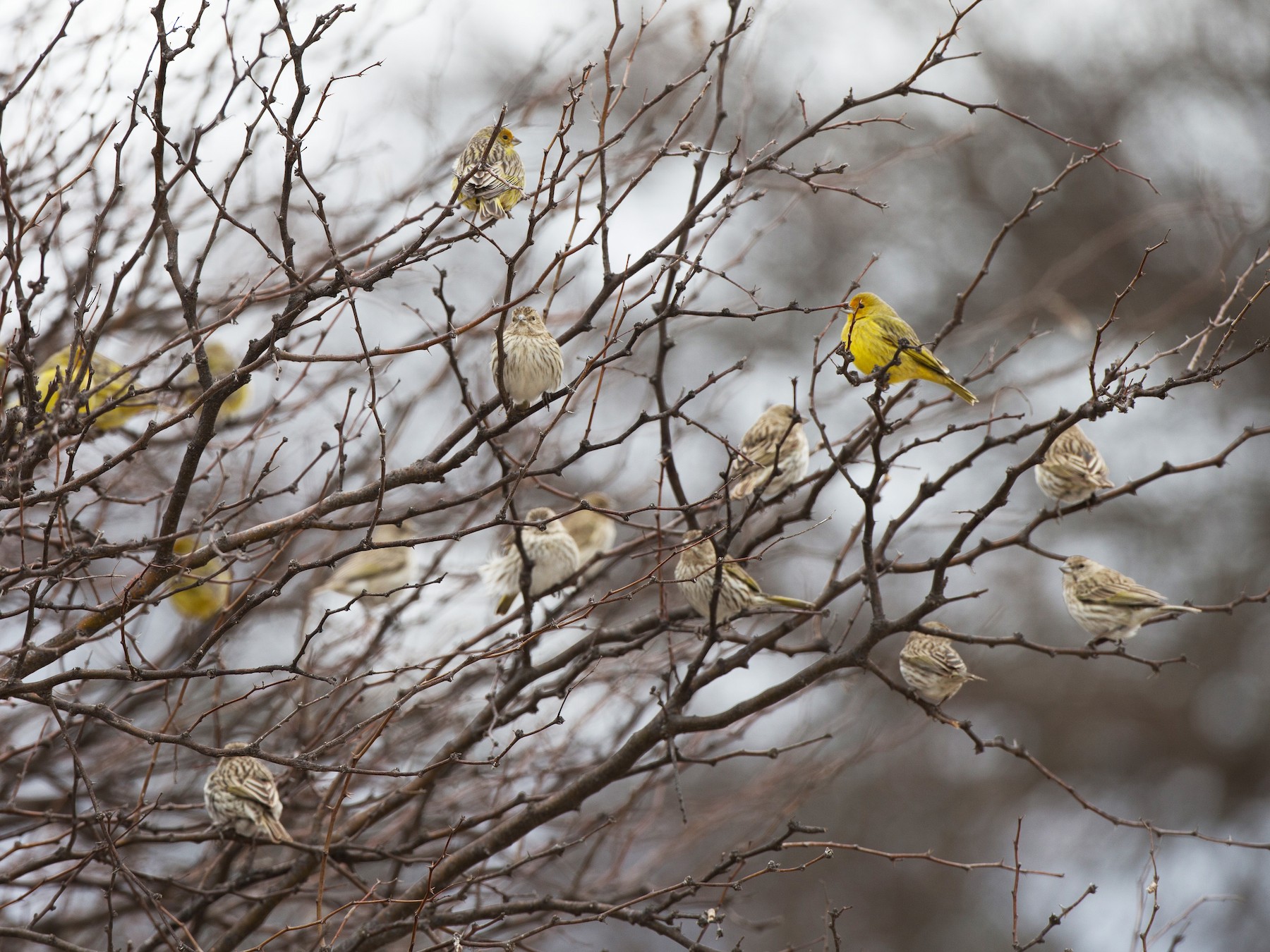 Saffron Finch - Chris Wood