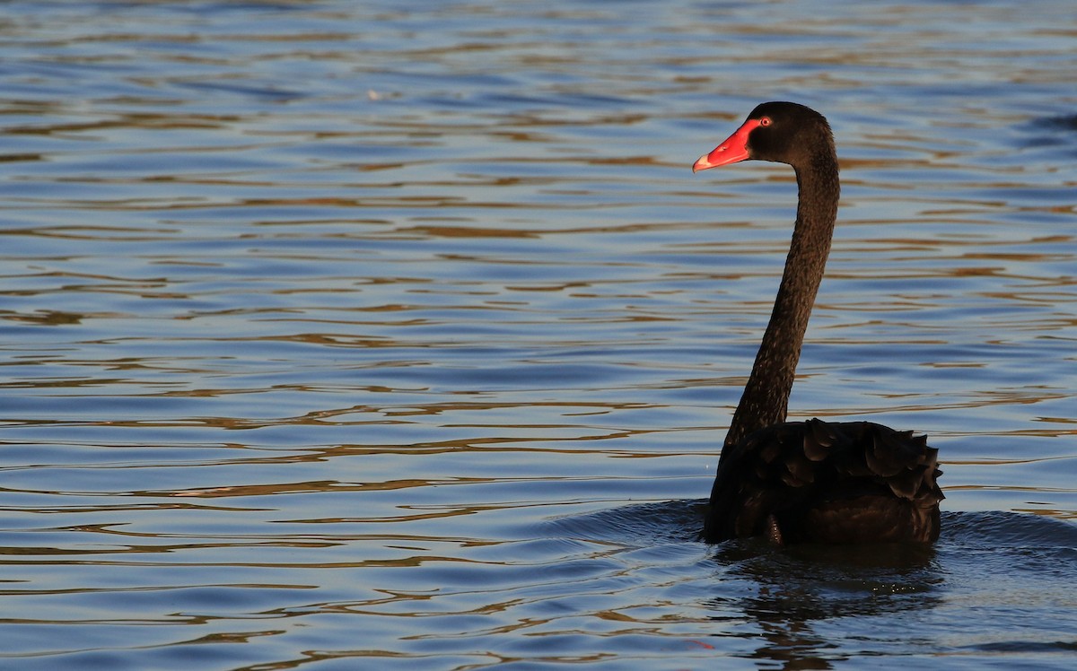Black Swan - ML55142931