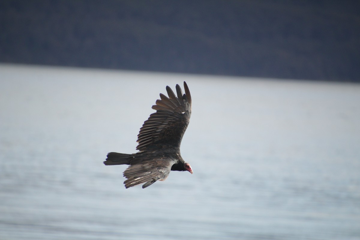 Turkey Vulture - ML551435511