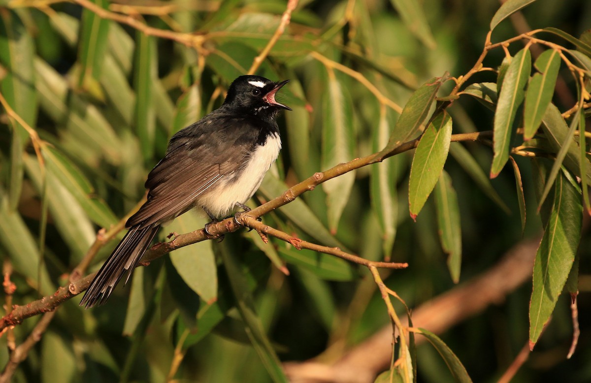 Willie-wagtail - Patrick MONNEY