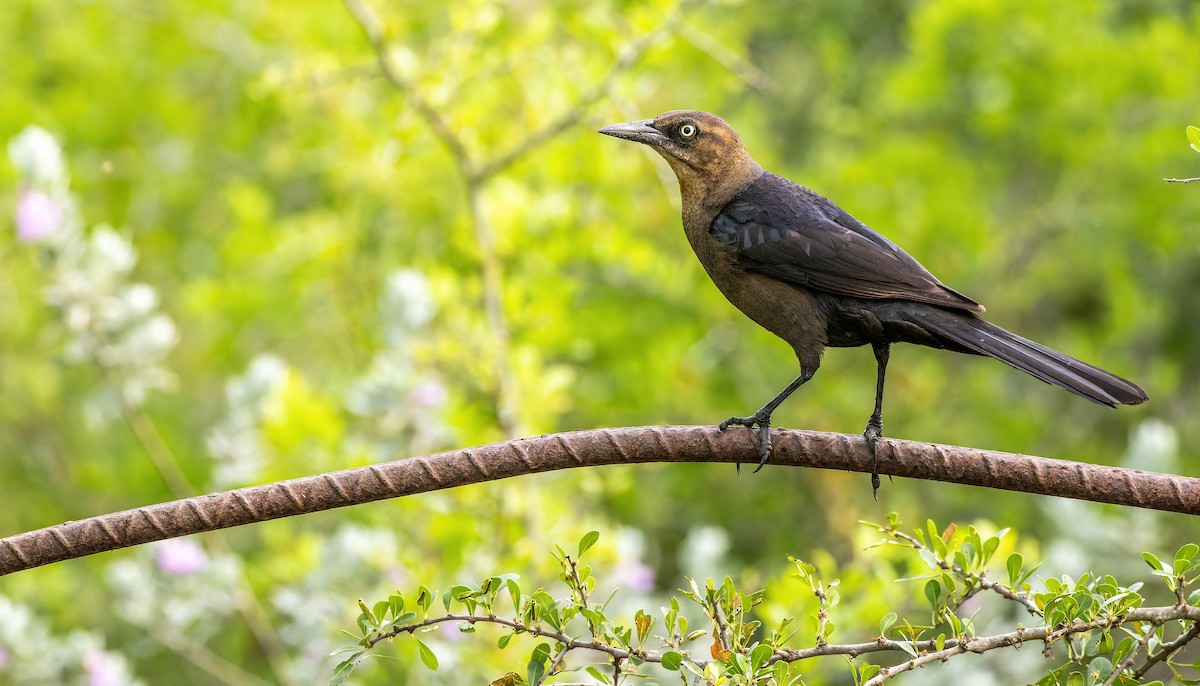 Great-tailed Grackle (Great-tailed) - ML551440451