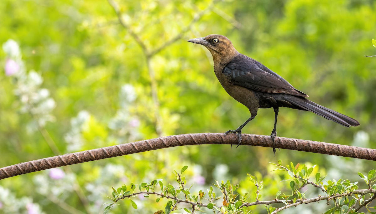 Zanate Mexicano (grupo mexicanus) - eBird