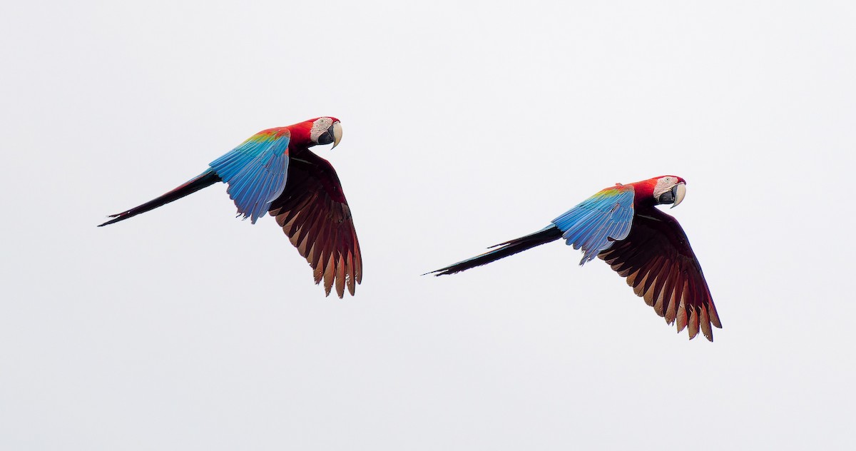 Scarlet Macaw - ML551441171
