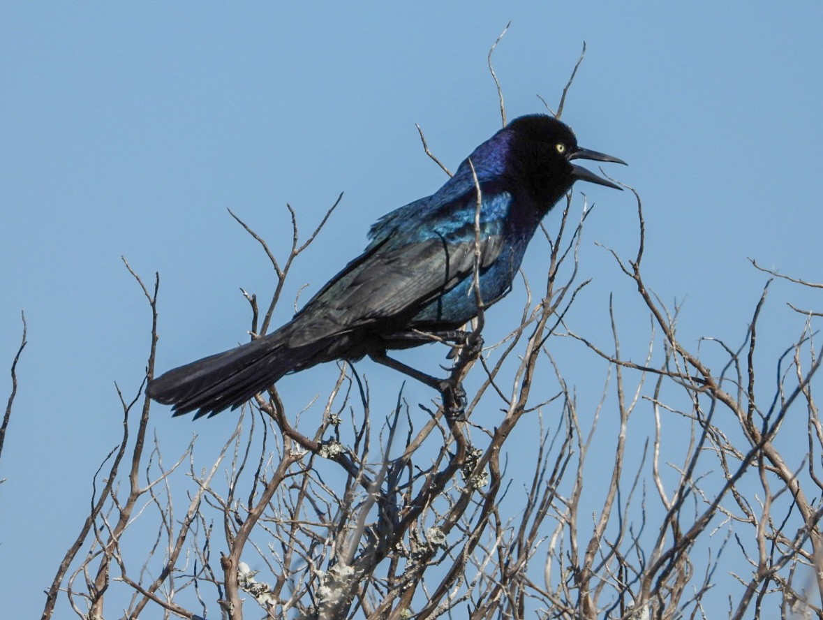 Boat-tailed Grackle - ML551444991