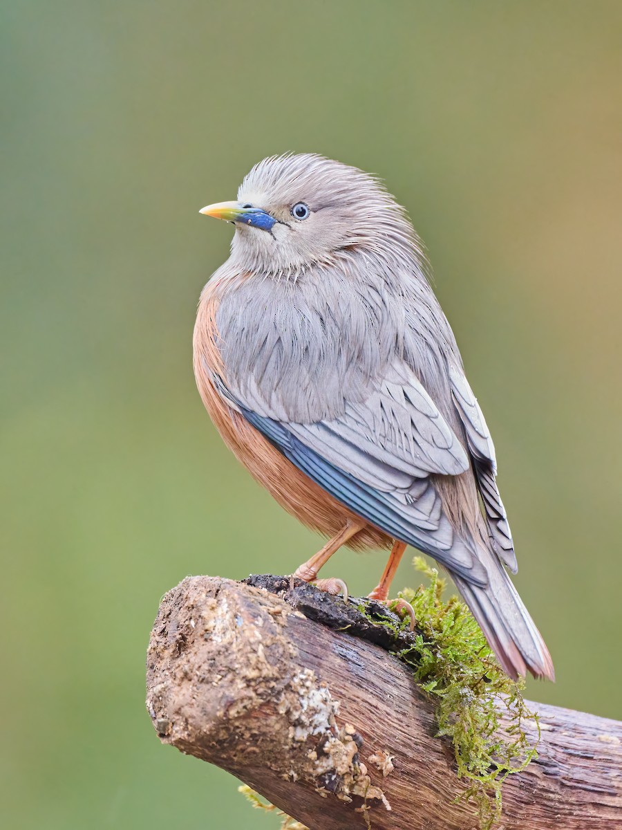 Chestnut-tailed Starling - ML551445101