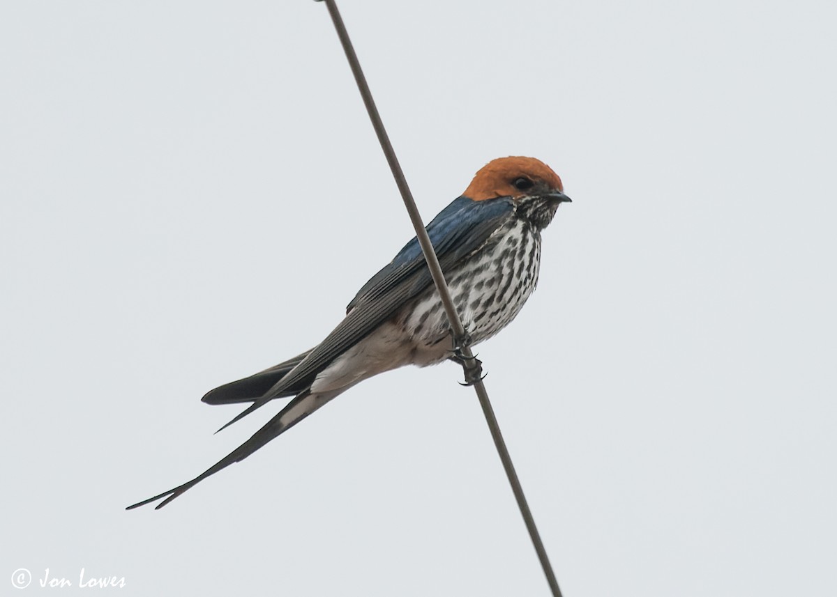 Lesser Striped Swallow - ML551450781