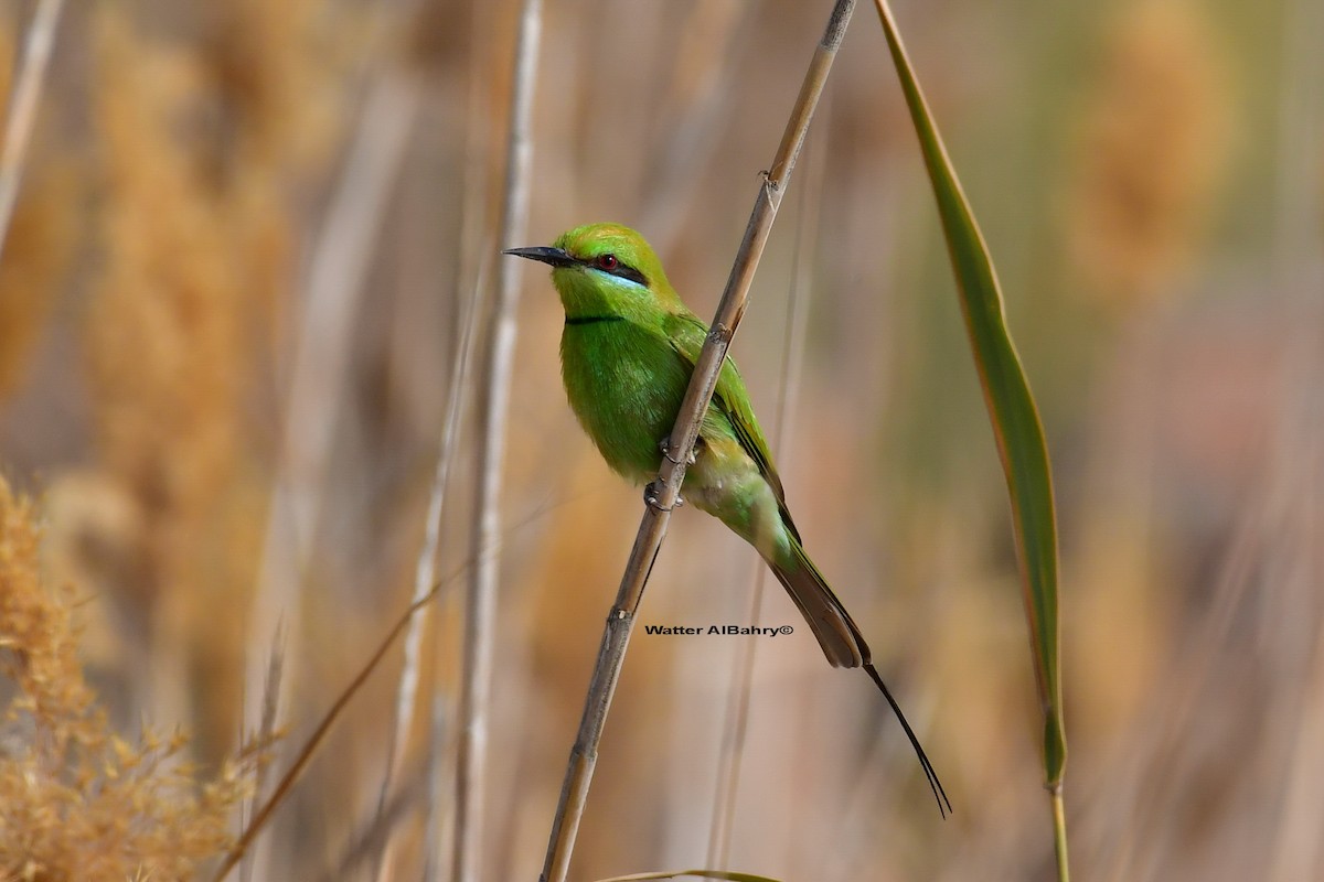 African Green Bee-eater - ML551451901
