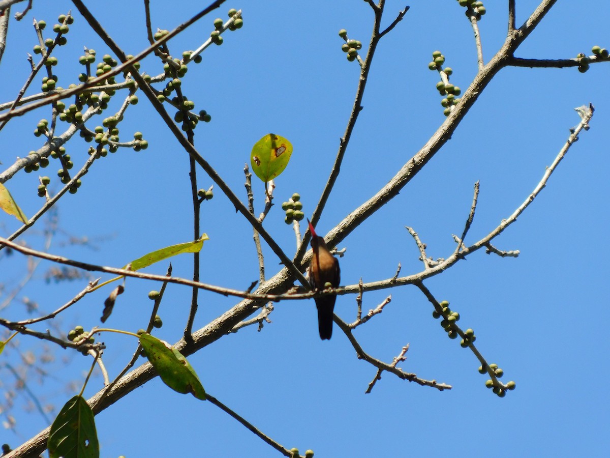 Cinnamon Hummingbird - ML551452051