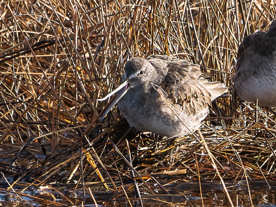 Long-billed Dowitcher - ML551453151