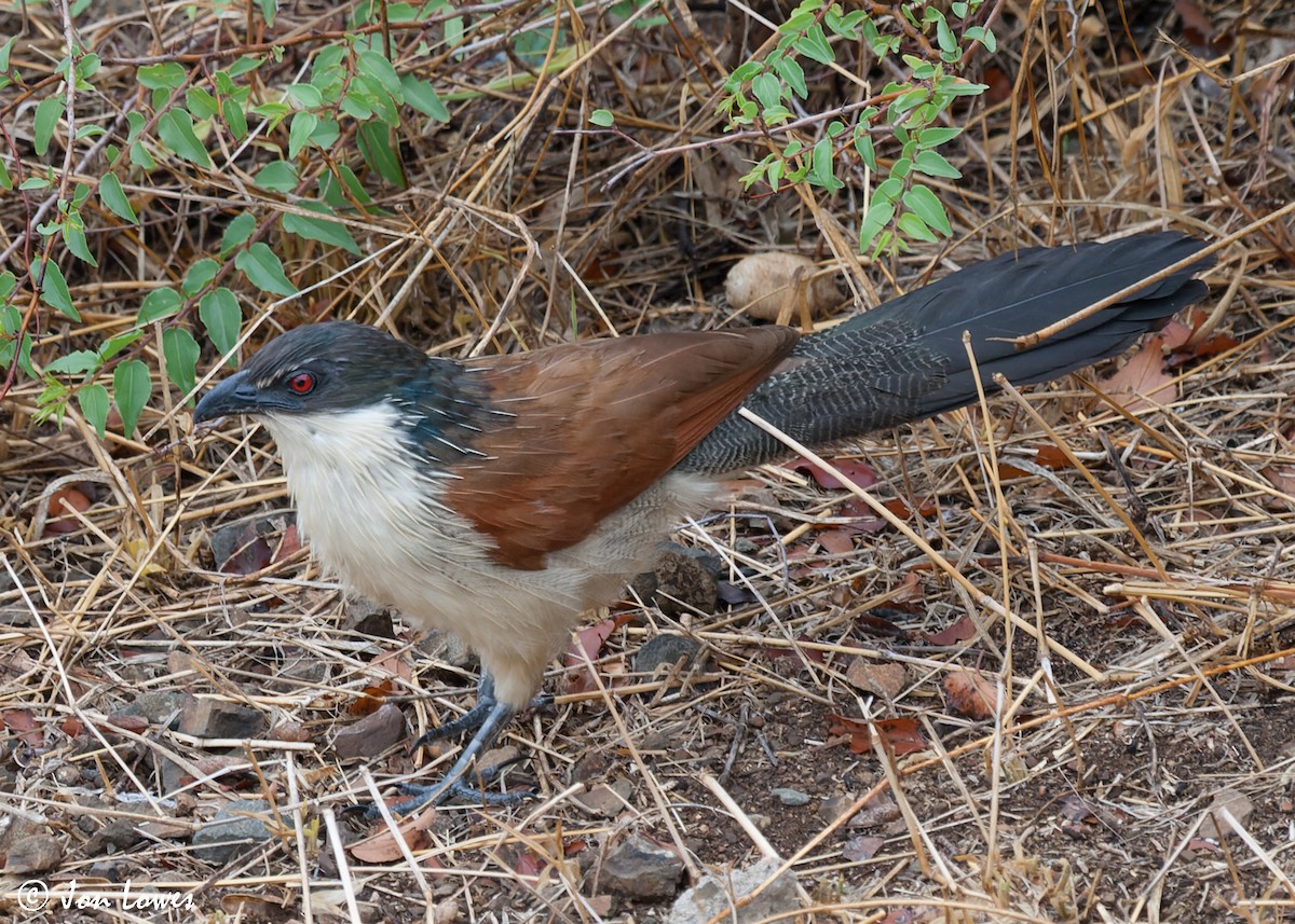 White-browed Coucal (Burchell's) - ML551453421