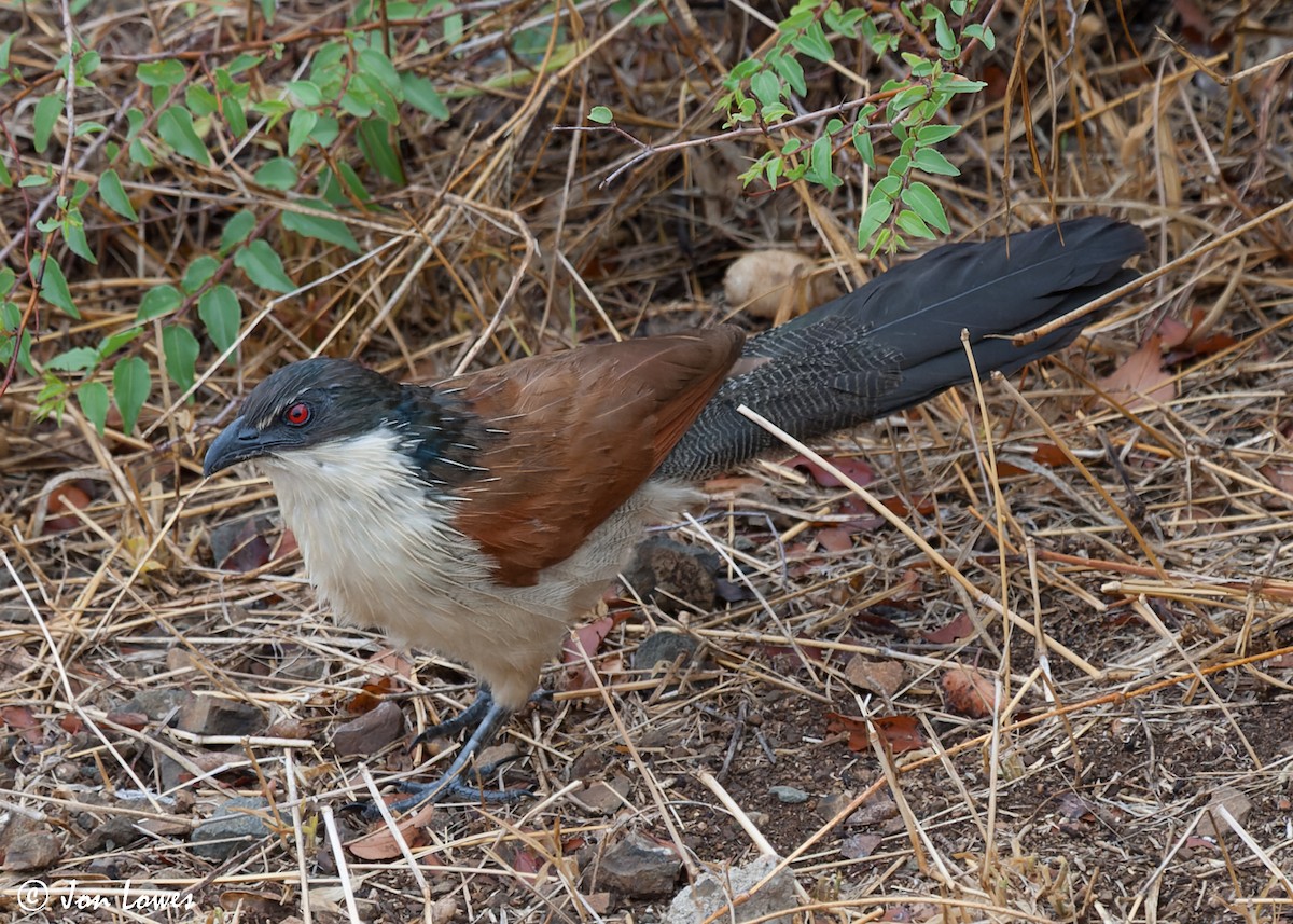 White-browed Coucal (Burchell's) - ML551453431