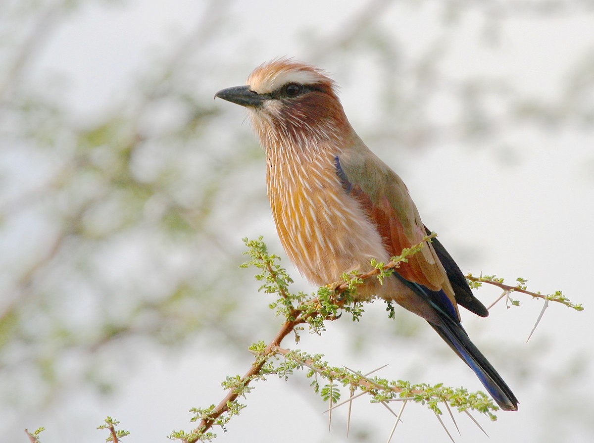 Rufous-crowned Roller - Gil Ewing