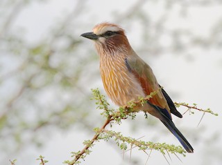  - Rufous-crowned Roller