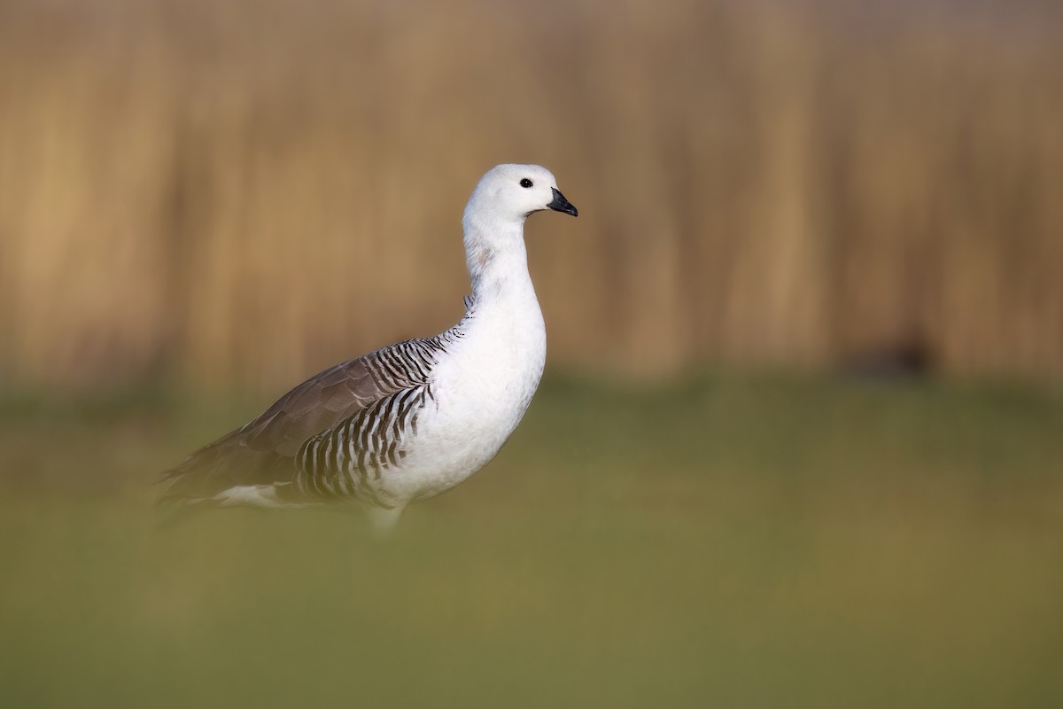 Upland Goose - Chris Venetz | Ornis Birding Expeditions