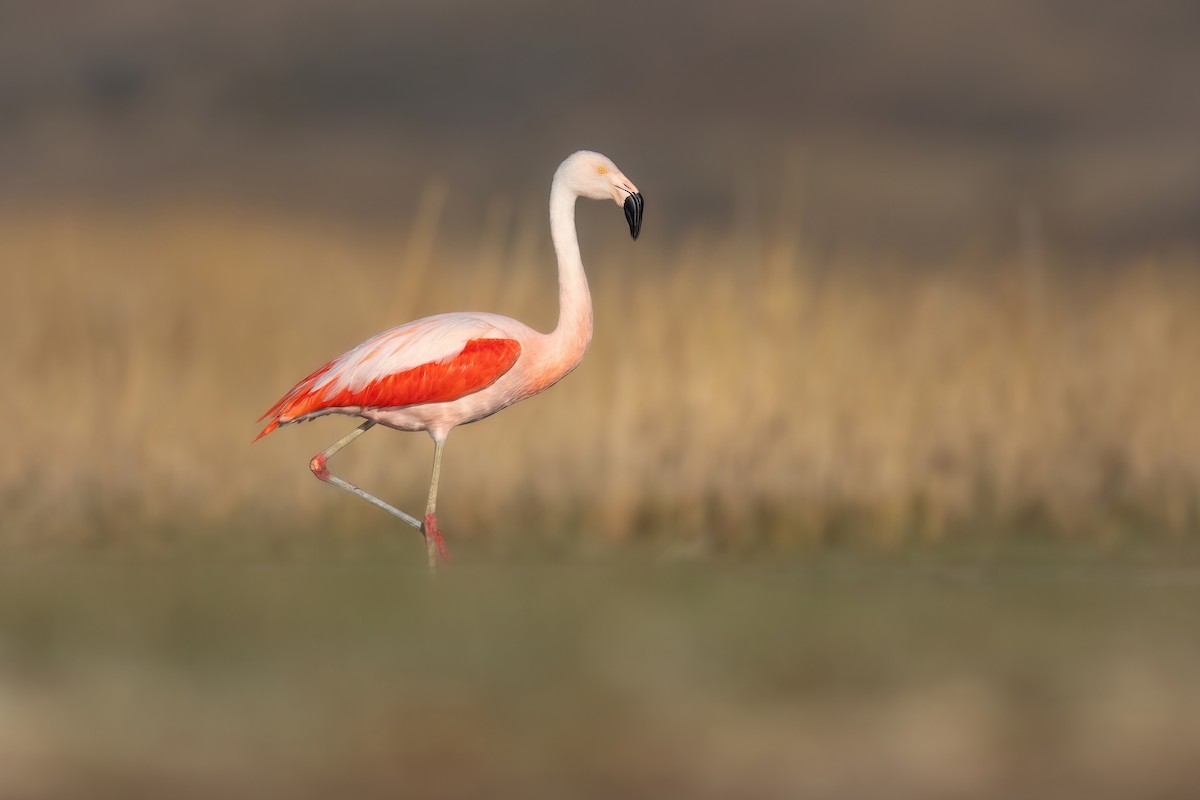 Şili Flamingosu - ML551457791