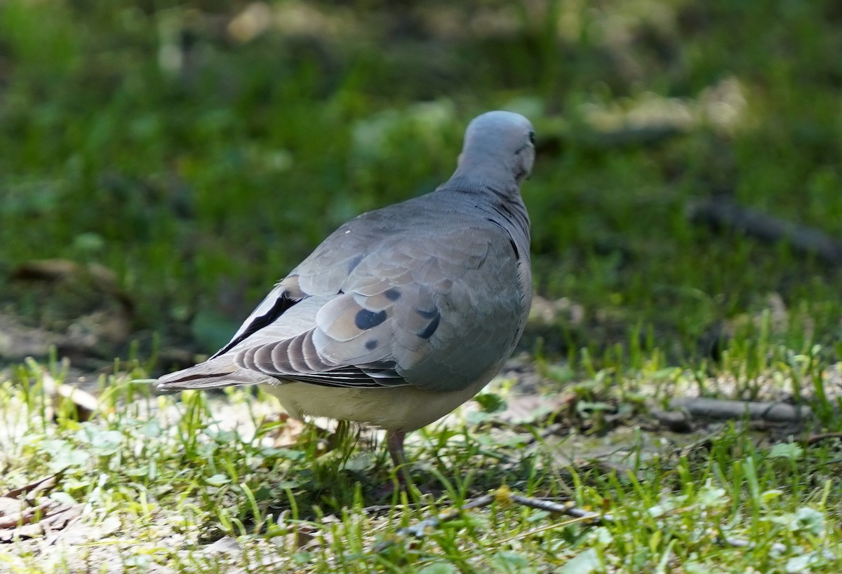Ecuadorian Ground Dove - ML551459871