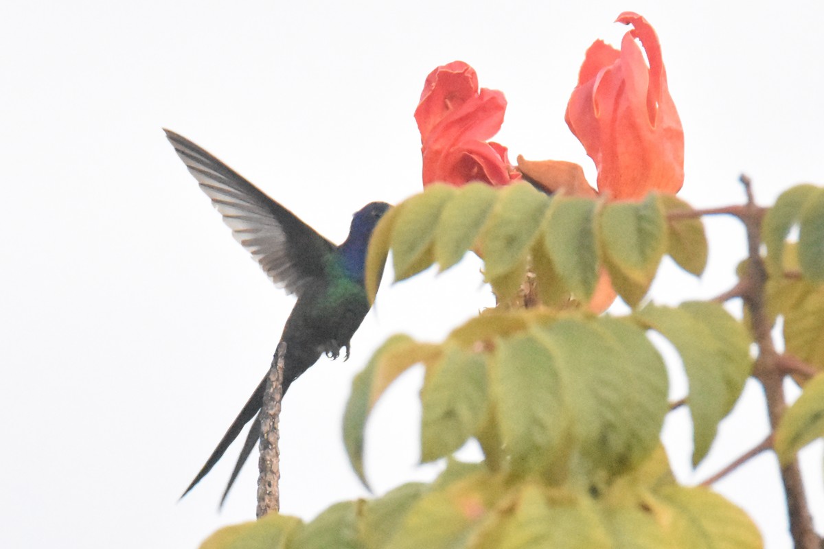 Swallow-tailed Hummingbird - ML551460751