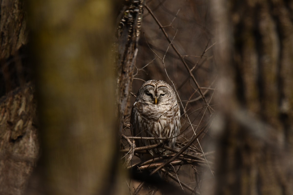 Barred Owl - ML551460781