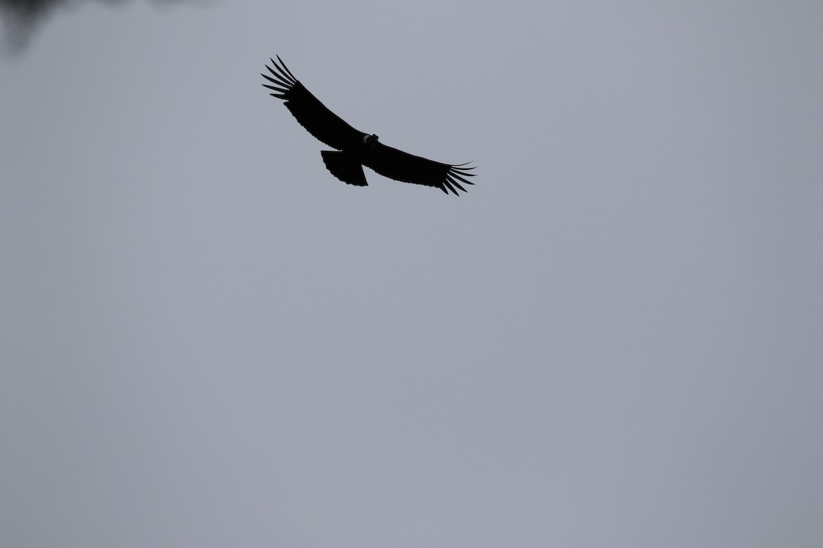 Andean Condor - Douglas Faulder