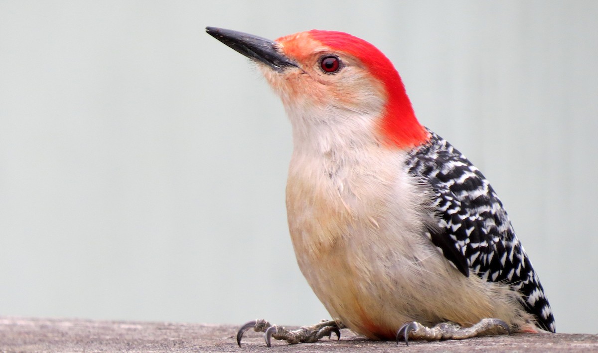 Red-bellied Woodpecker - shelley seidman