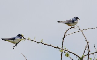  - White-tailed Swallow