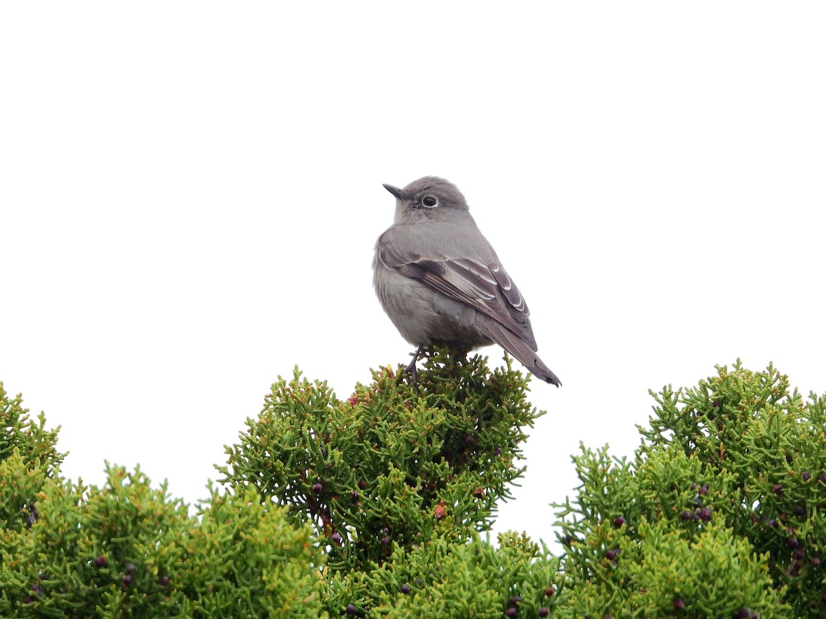 Townsend's Solitaire - ML551470941