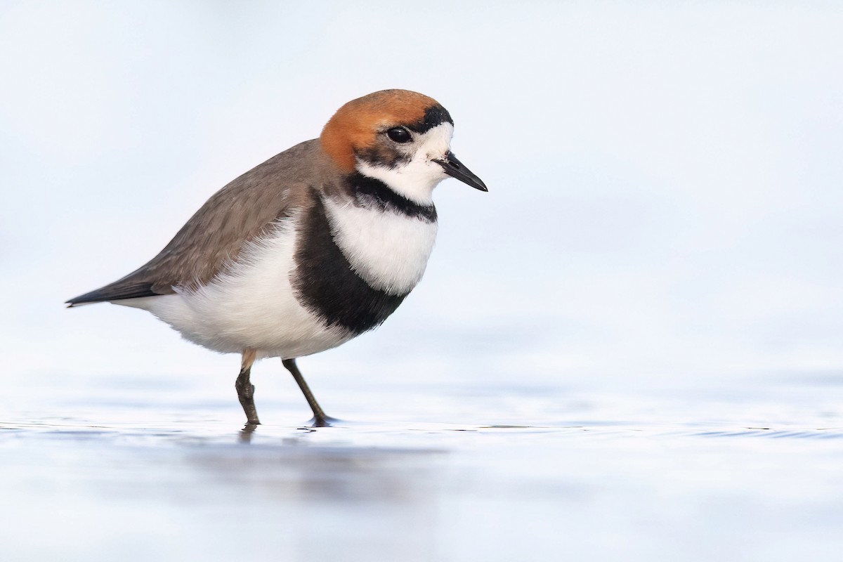 Two-banded Plover - ML551478111