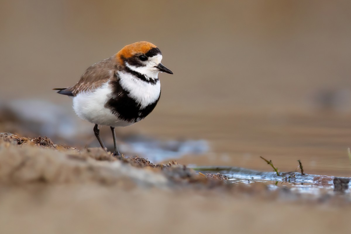 Two-banded Plover - ML551478121