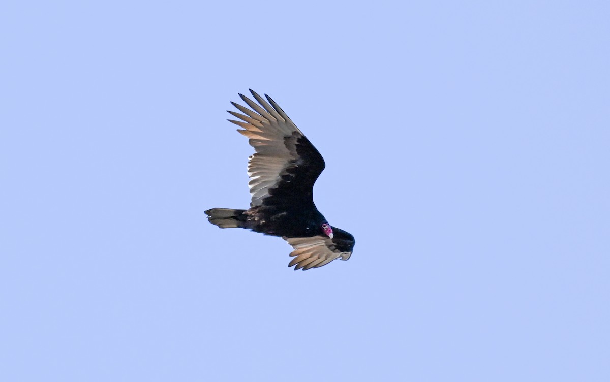 Turkey Vulture - ML551483541