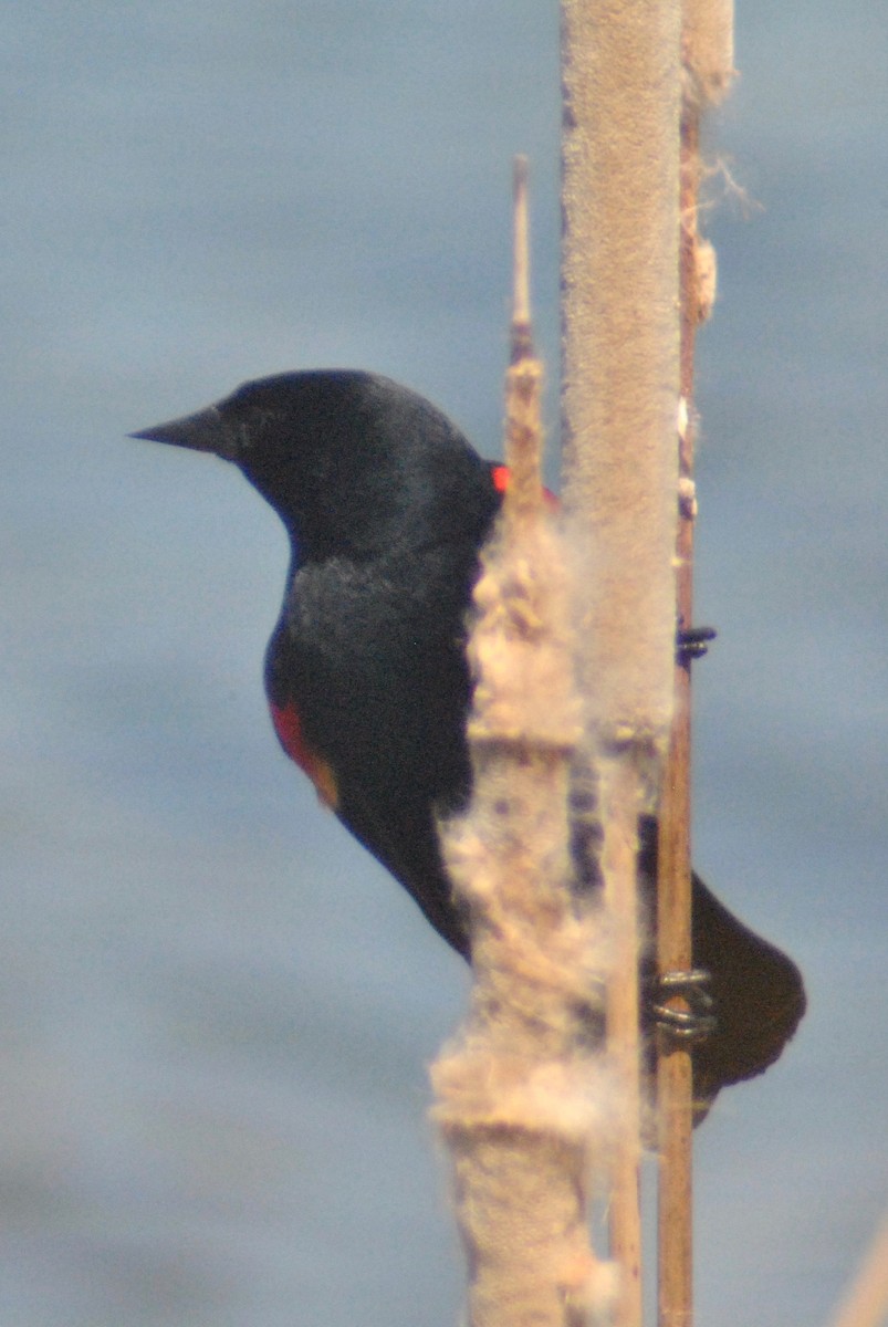 Red-winged Blackbird (Red-winged) - ML55148501