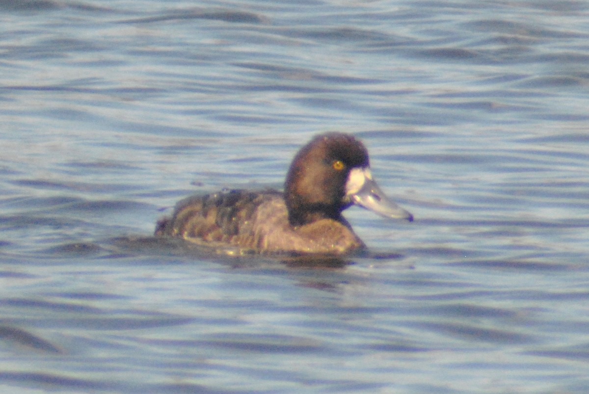 Greater Scaup - ML55148781