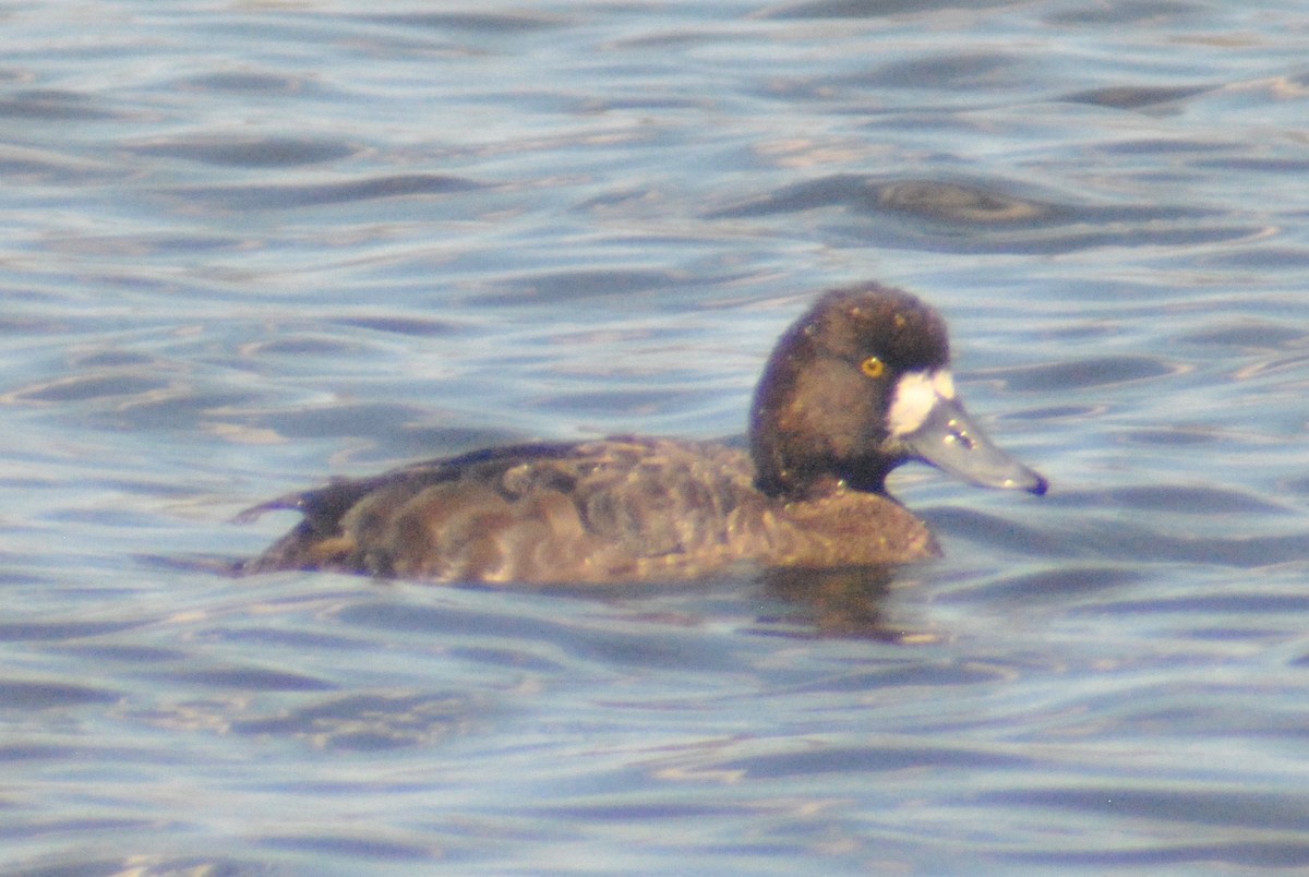 Greater Scaup - ML55149061
