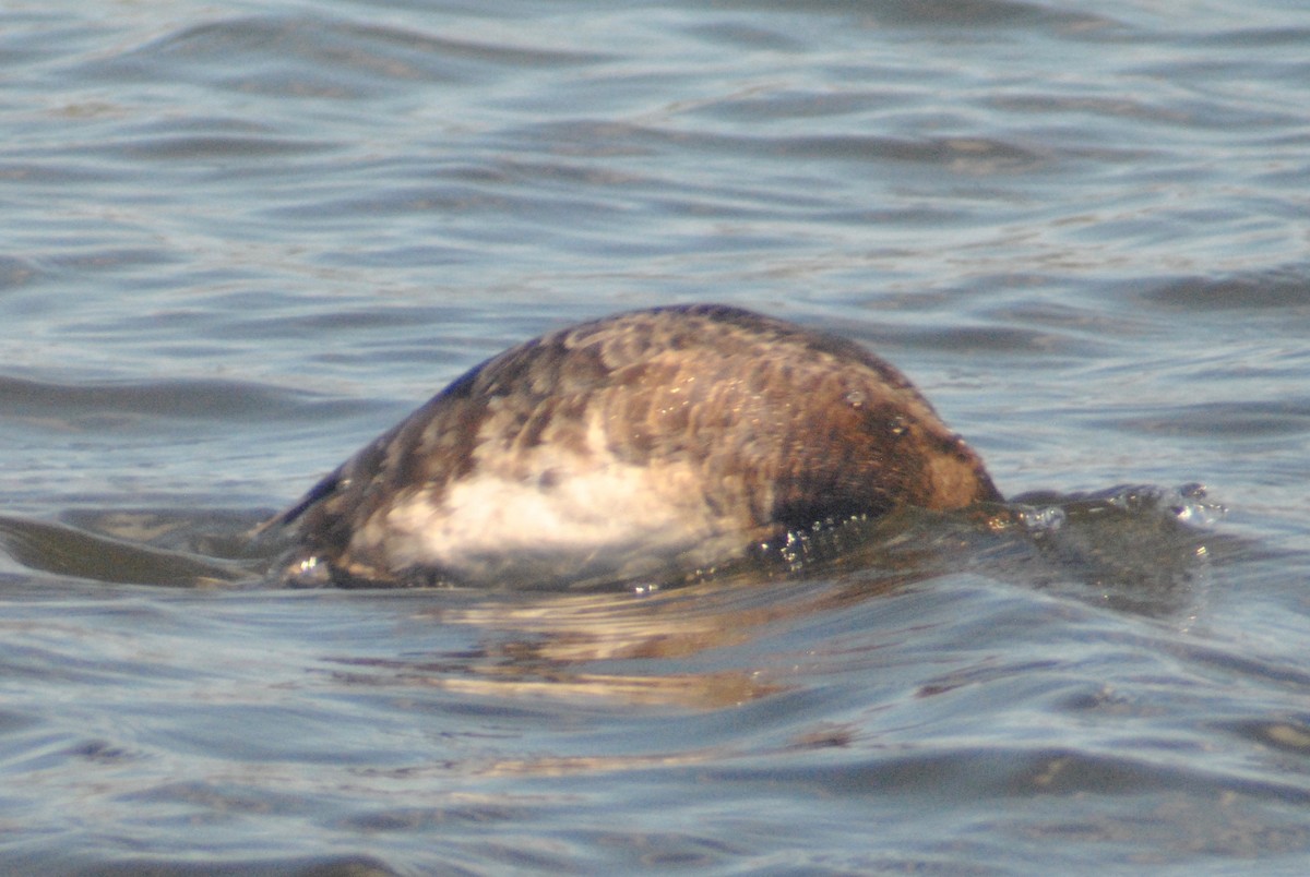 Greater Scaup - ML55149071