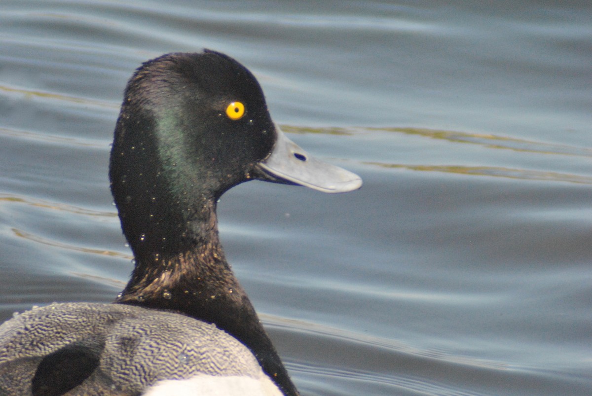 Greater Scaup - ML55149251