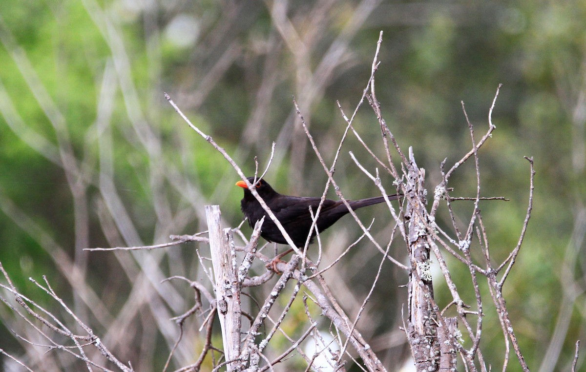 Eurasian Blackbird - ML551496181