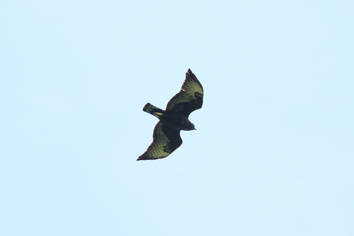 Short-tailed Hawk - ML551496281
