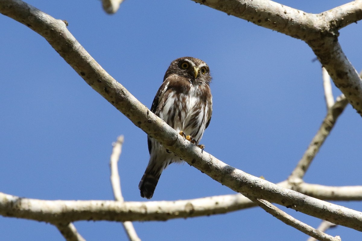Ferruginous Pygmy-Owl - ML551496301