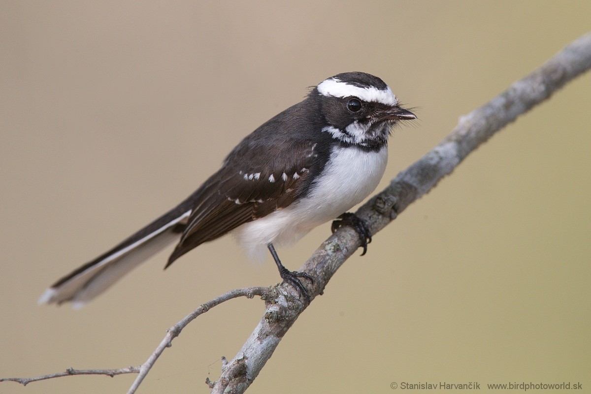 White-browed Fantail - ML551496961