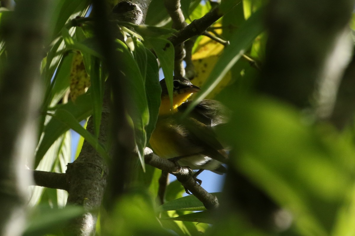 Yellow-breasted Chat - ML551497181