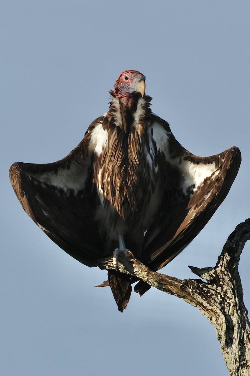 Lappet-faced Vulture - ML551498011