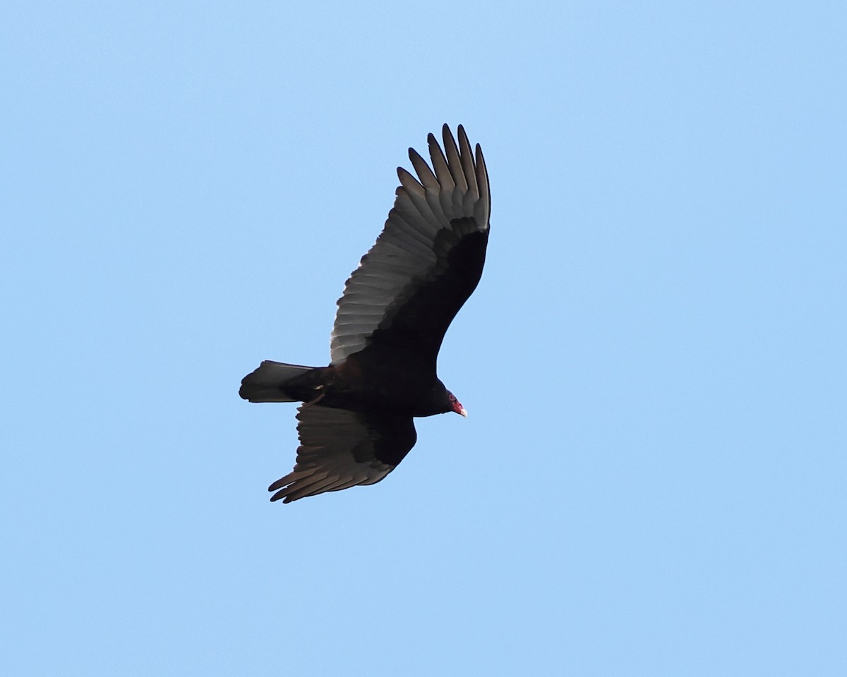 Turkey Vulture - ML551498941