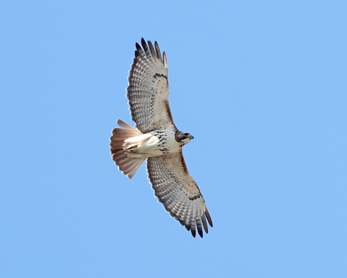 Red-tailed Hawk - ML551499051