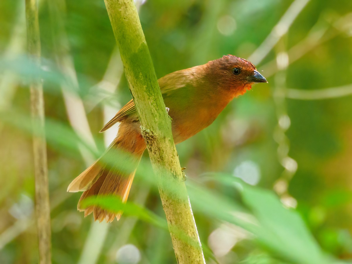 Red-crowned Ant-Tanager (Northern) - ML551501141