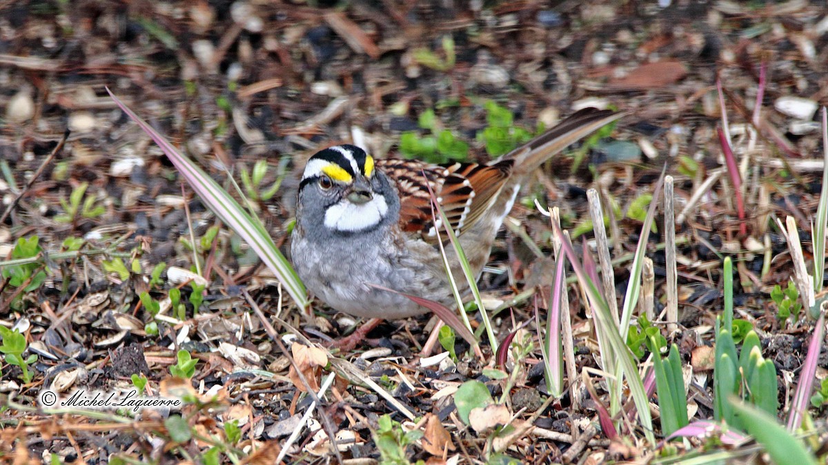 White-throated Sparrow - Michel Laquerre